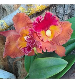 Milyen tápoldatot válasszak az Orchideáimnak?