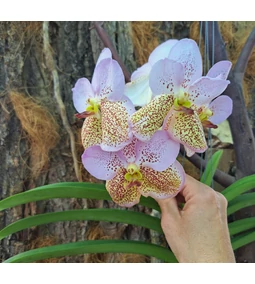 Thaiföld orchideái: hogyan inspirálnak minket a világ másik feléről