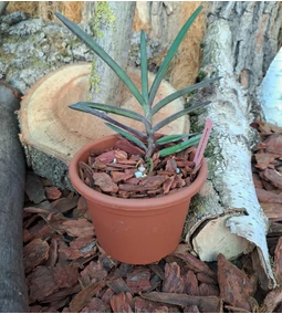 Különböző orchidea fajok ideális ültetőközegei – melyik keveréket válaszd?