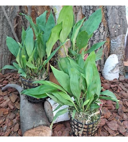 Ültetőközegek megfelelő összeállítása Orchideák számára.