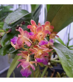 Orchideák hibridei és jelöléseik – amit minden gyűjtőnek tudnia kell!