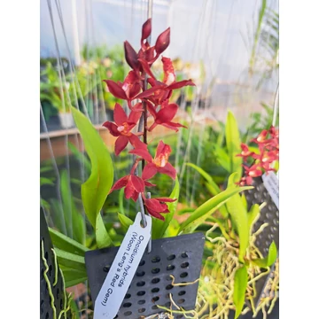 Rodridenia Woon Lengs Red Gem  