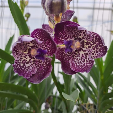 Vanda Docter Anek x Mimi Palmer