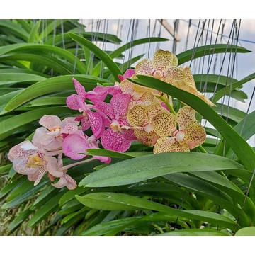 Vanda Gnana Kumar x Kulwadee Fragrance