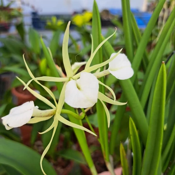 Brassavola nodosa x Little Star