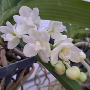 Rhyncostilis gigantea White