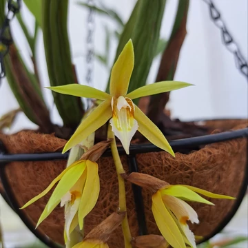 Coelogyne rochussenii