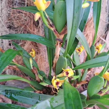 Maxillaria variabilis