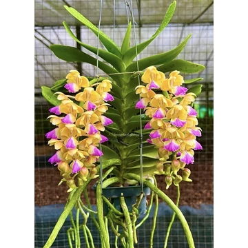 Aerides houlletiana