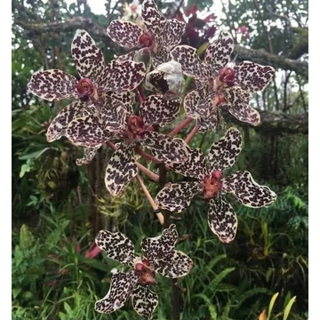 Grammatophyllum wallisii 