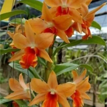 Dendrobium Frosty Maree x formosum Orange 
