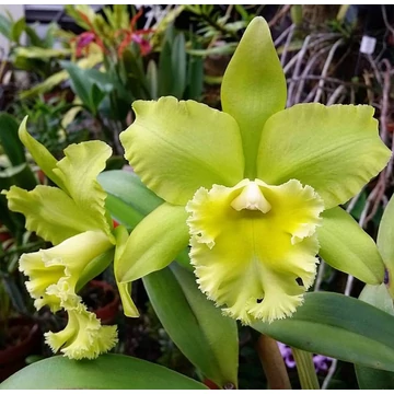 Cattleya Prada Green Deluxe