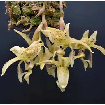 Stanhopea costaricensis