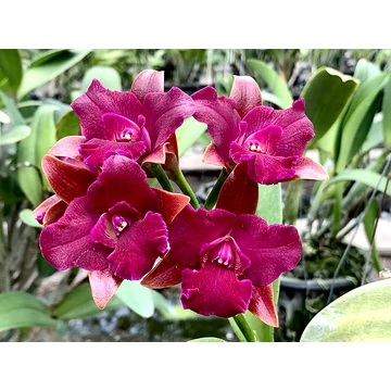 Cattleya Grate Balls of Fire