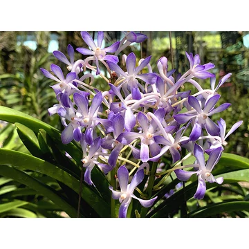 Vanda Lou Sneary 'Blue'.
