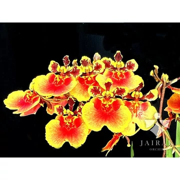 Tolumnia Jairak Firm Lion