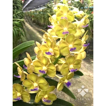 Vanda Nopporn Orange Rozy x Sasicha 