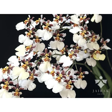 Oncidium Kamphaeng Saen White