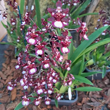 Oncidium Jairak Fragrance Ha-Nu-Maan