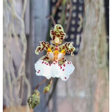 Trichocentrum jonesianum