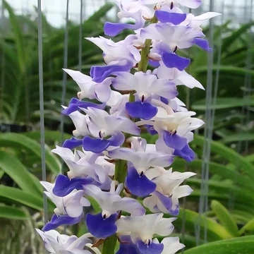Rhynchostilis coelestis Blue