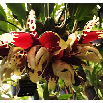 Stanhopea tigrina var nigroviolacea