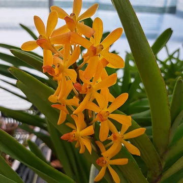 Ramasamyara /Aranda/ Little Fragrance