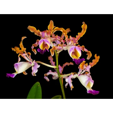 Schomburgkia thomsoniana x tibicinis 