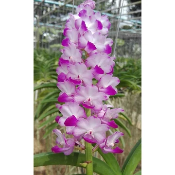 Rhyncostilis coelestis Pink