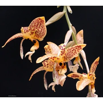 Stanhopea oculata Red x select