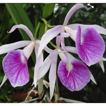 Blc. Tetra Lip Jun Ko x Morning Glory 