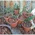 Kép 2/2 - Renanthera monachica