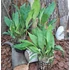 Kép 2/2 - Stanhopea tigrina var nigroviolacea