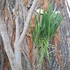 Kép 4/4 - Brassavola nodosa x Little Star