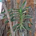 Kép 4/4 - Vanda lamellata x limbata