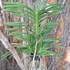 Kép 3/4 - Vanda lamellata x limbata