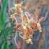 Kép 2/4 - Vanda lamellata x limbata