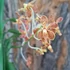 Kép 1/4 - Vanda lamellata x limbata