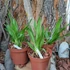 Kép 2/2 - Oncidium Kamphaeng Saen White