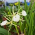 Kép 1/4 - Brassavola nodosa x Little Star