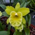 Kép 5/6 - Cattleya Prada Green Deluxe