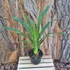 Kép 4/4 - Grammatophyllum wallisii 