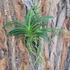 Kép 3/3 - Vanda Lou Sneary 'Blue