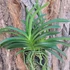 Kép 2/3 - Vanda Lou Sneary 'Blue
