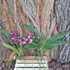 Kép 2/3 - Aerides lawrencea x Rhyncostilis gigantea  