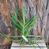 Kép 2/3 - Aerides houlletiana