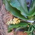 Kép 2/3 - Pomatocalpa Spicata