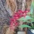 Kép 5/5 - Rodridenia Woon Lengs Red Gem