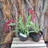 Kép 4/5 - Rodridenia Woon Lengs Red Gem