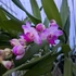 Kép 3/4 - Vanda Springtime Jairak